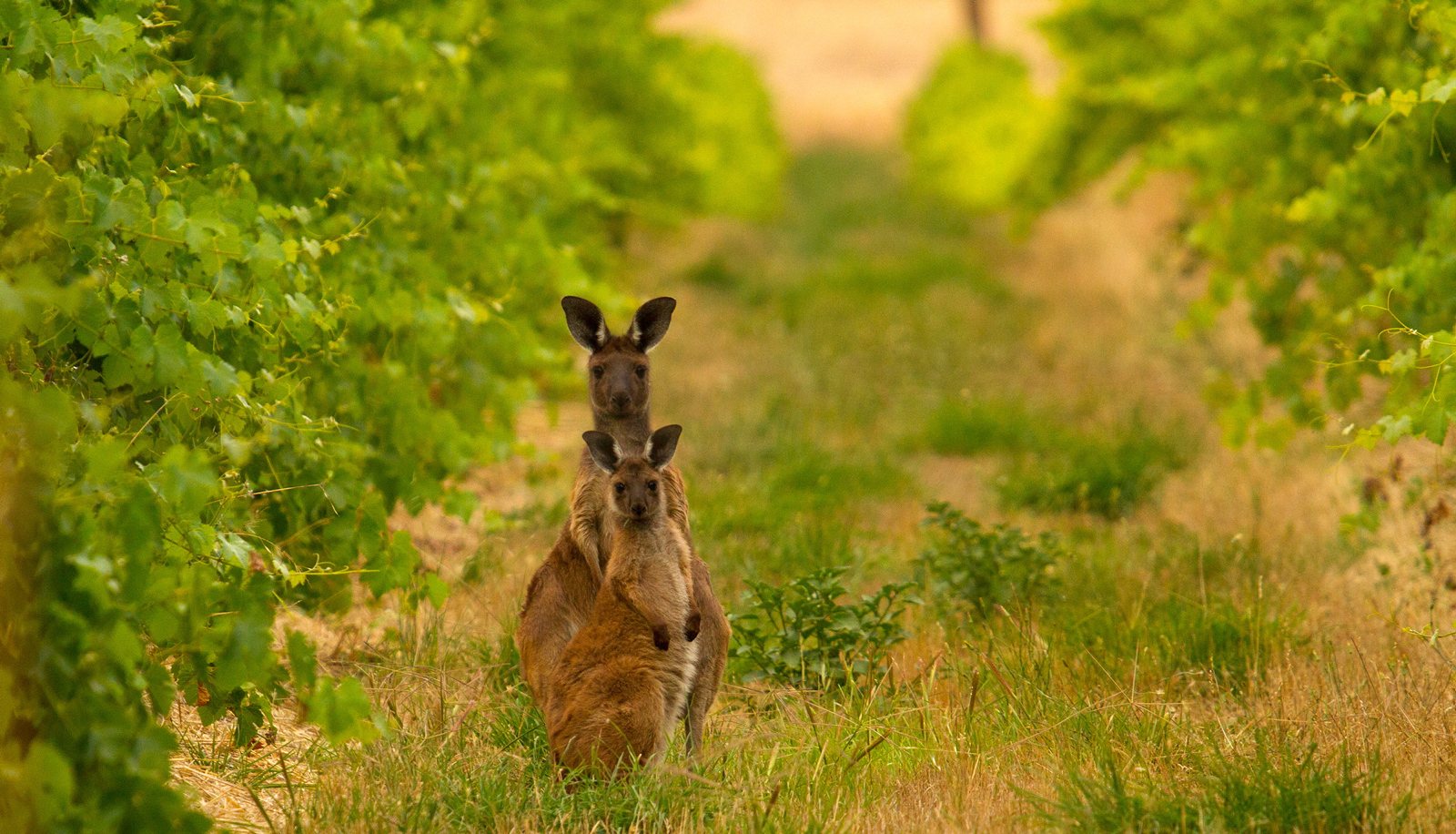 Welcome Back to the Barossa Valley with Charlie Dixon