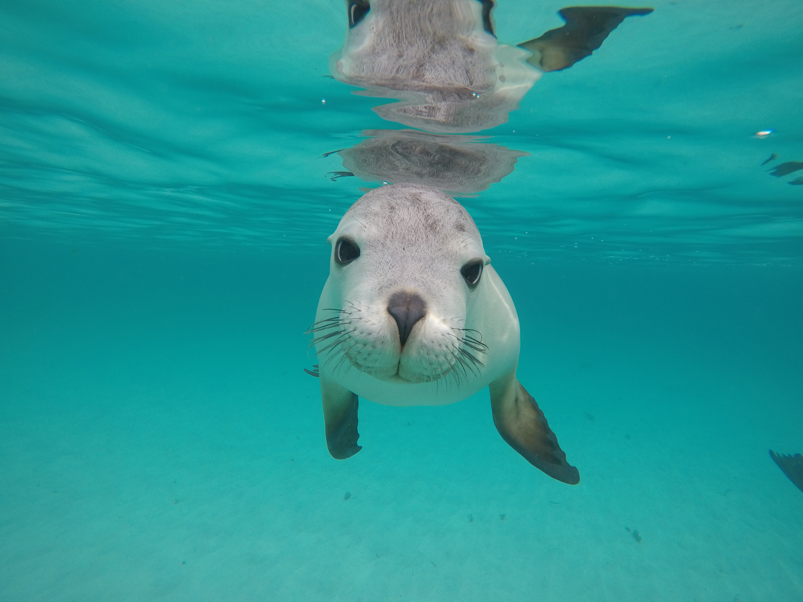 South Australia's Top Wildlife Experiences