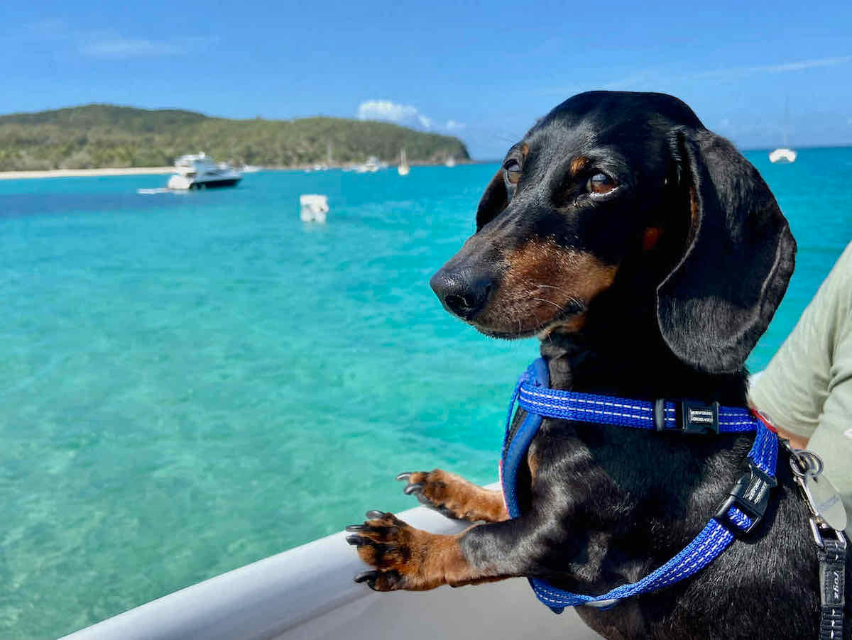 Tail Wags & Tidal Waves