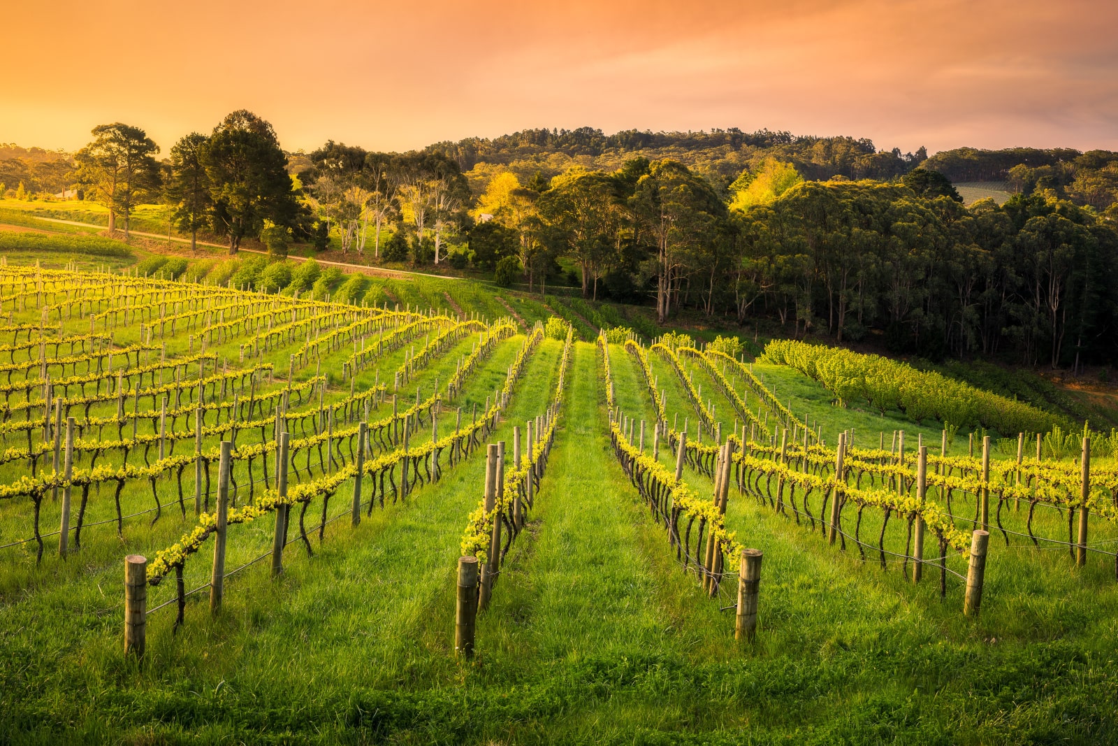 Wine, Food, and Art 
