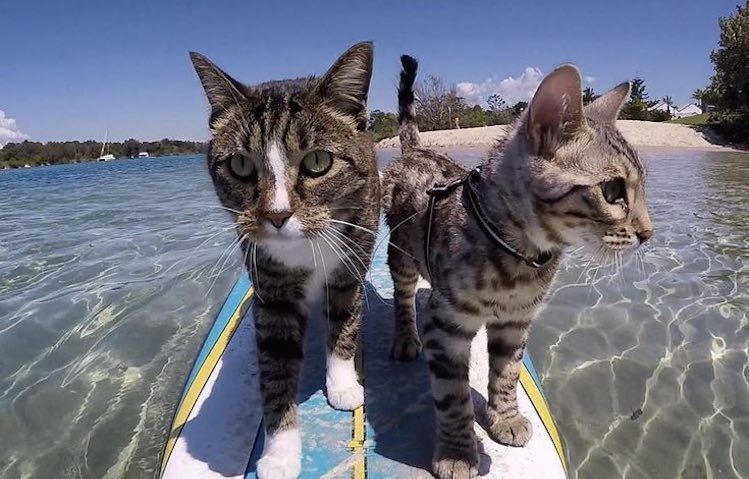 Cool Cat Surfing