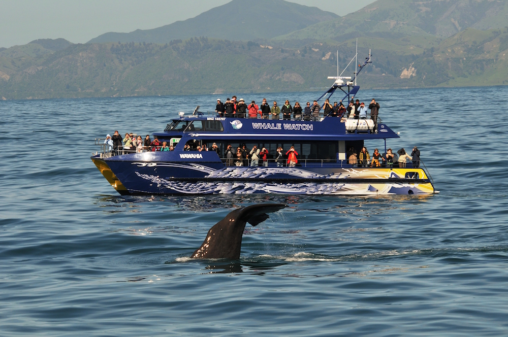 Kaikoura Whale Watching | Backpacker Deals