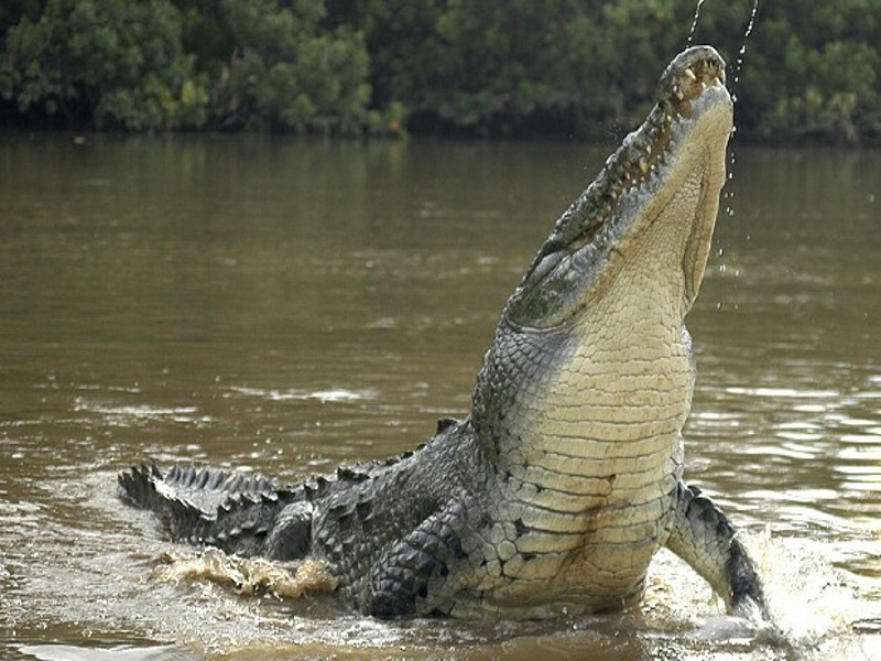Tarcoles River Crocodile Safari from Jaco | Backpacker Deals
