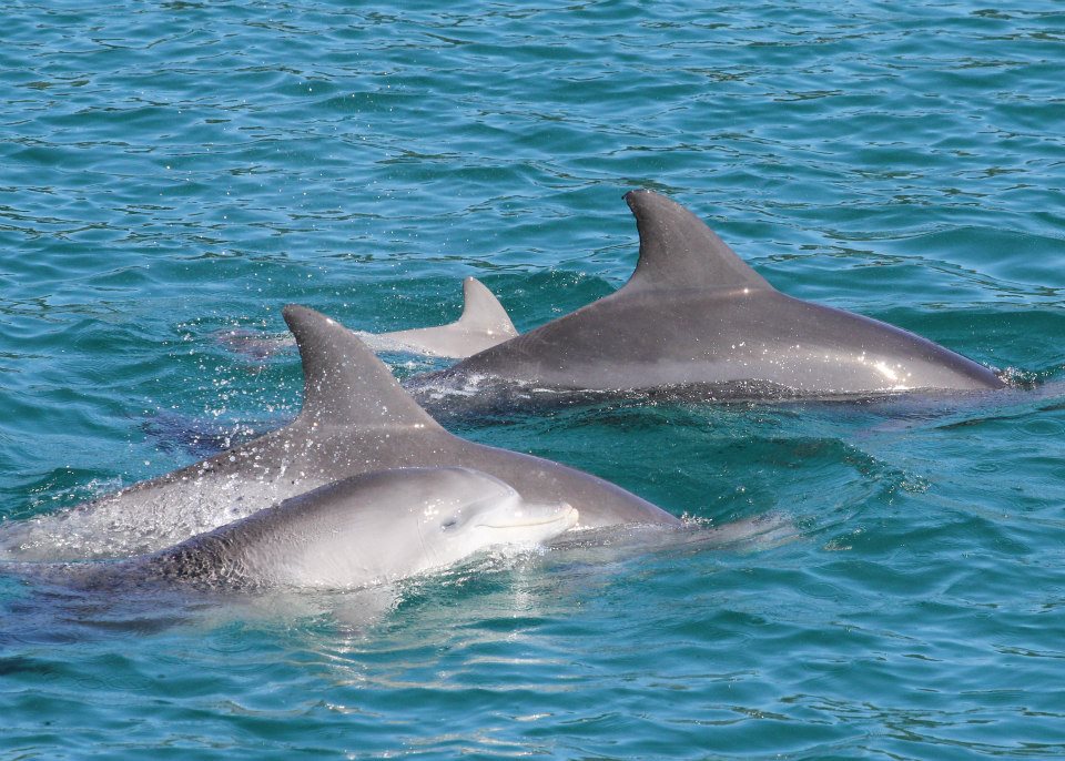 Cruise with Byron Bay Dolphins