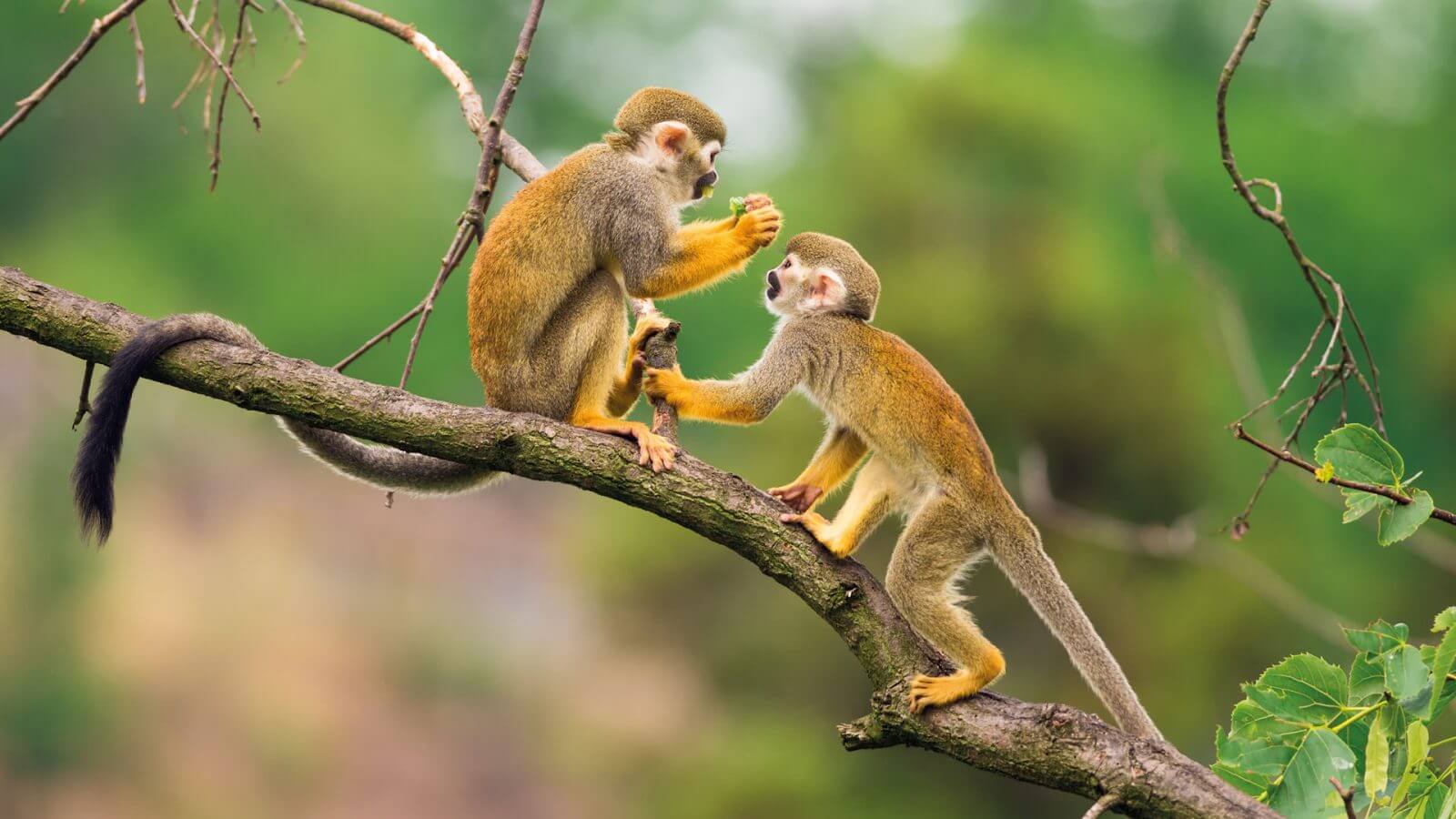 Week-Long Amazon Tour From Iquitos, Peru | Discount | Backpacker Deals
